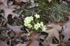 Primula vulgaris